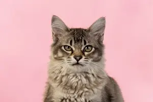 221019: CAT. cats face on coloured background