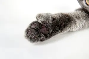 Abnormalities: CAT - Cats foot with extra toe (six)