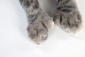Abnormalities: CAT - Cats foot with extra toe (six)