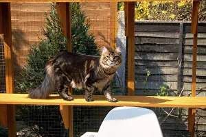 Cattery: CAT - IN CATTERY