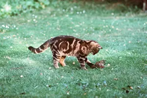 Kill: Cat - with caught bird