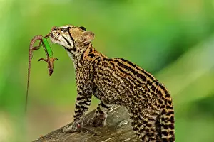 Ocelot: Cat caught a lizard