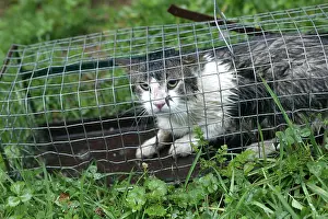 Victims: Cat - caught in Rabbit trap