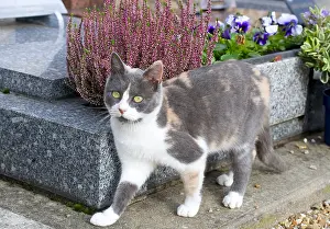 Churchyard: Cat in a cemetery at All Saint's Day