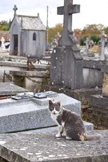Churchyard: Cat in a cemetery at All Saint's Day