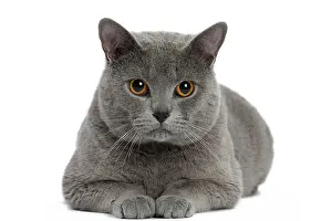 Contented: Cat - Chartreux