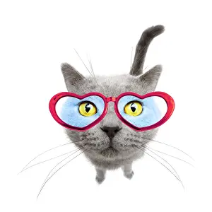 260319: Cat, Chartreux