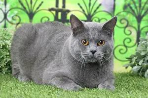 Railing: Cat Chartreux