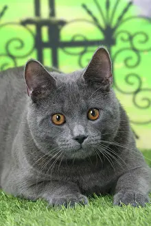 Railing: Cat Chartreux