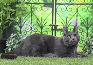 Railing: Cat Chartreux