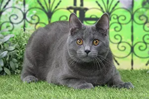 Railing: Cat Chartreux