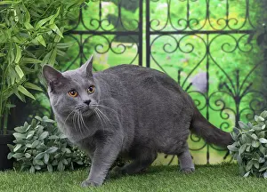 Railing: Cat Chartreux