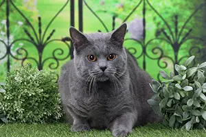 Railing: Cat Chartreux