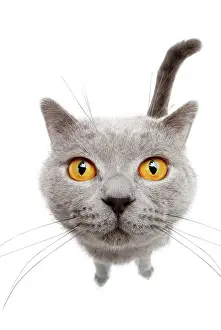 Cutouts: Cat, Chartreux