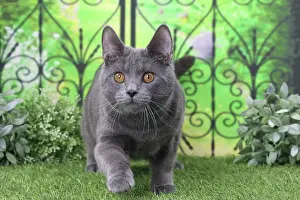Railing: Cat Chartreux