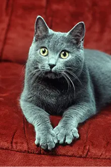 Staring: CAT - CHARTREUX