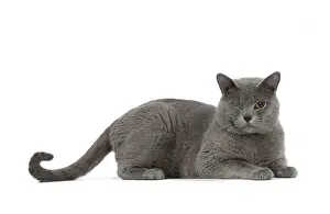 Winking: Cat - Chartreux blinking / with one eye shut