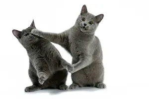 Hitting: Cat - Chartreux on hind legs fighting / boxing each other