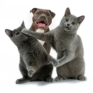Shock: Cat Chartreux on hind legs fighting / boxing each other