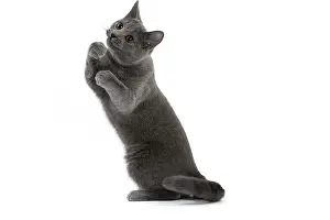 Ready: Cat - Chartreux on hind legs ready to box / fight