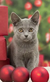 Baubles: Cat - Chartreux kitten 3 months old. Christmas baubles