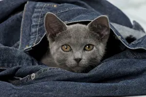 Denim: Cat - Chartreux kitten 3 months old. in denim jeans