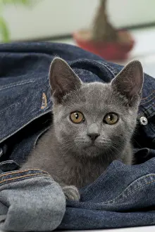 Denim: Cat - Chartreux kitten 3 months old. in denim jeans