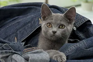 Denim: Cat - Chartreux kitten 3 months old. in denim jeans