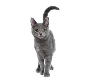 Chartreux: Cat - Chartreux kitten