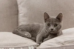 Chartreux: Cat - Chartreux kitten