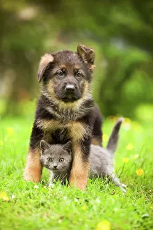 Shepherd: Cat - Chartreux kitten with German Shephern / Alsatian puppy