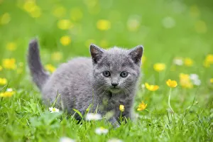 Jean-michel Labat: Cat - Chartreux kitten in grass