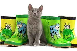 Wellington: Cat - Chartreux kitten in studio with brightly