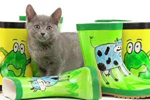 Wellington: Cat - Chartreux kitten in studio with brightly