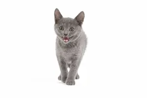 Miaowing: Cat - Chartreux kitten in studio miaowing