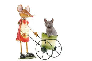 Wheelbarrow: Cat - Chartreux kitten in studio playing with mouse