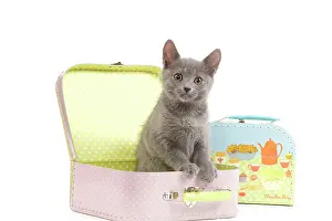 Suitcase: Cat - Chartreux kitten in toy suitcase
