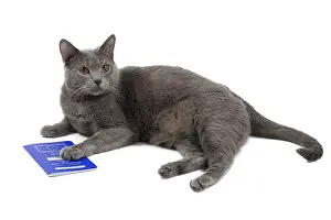 Passport: Cat - Chartreux with passport / pet ID
