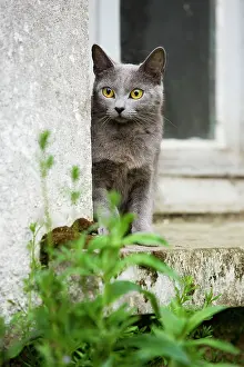 Windowsill: Cat - Chartreux sitting on windowsill