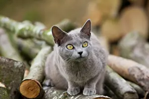 Woodpile: Cat - Chartreux sitting on woodpile
