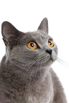 Chartreux: Cat - Chartreux in studio