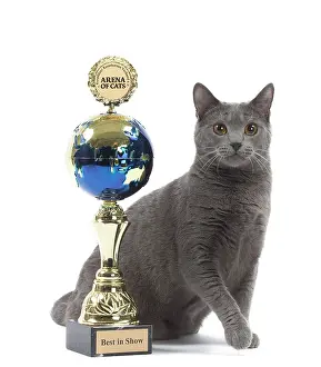 Trophy: Cat - Chartreux with trophy