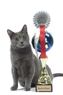 Rosette: Cat - Chartreux with trophy