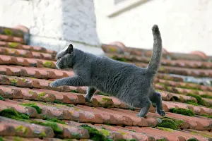 Roofs: Cat - Chartreux walking on roof