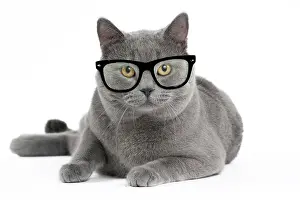 Glasses: Cat