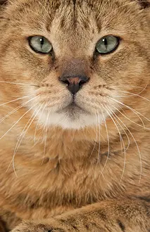 Chausie: Cat - Chausie Brown Spotted Tabby: Jungle Cat (Felis