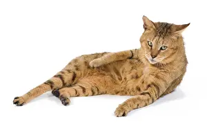 Chausie: Cat - Chausie Brown Spotted Tabby: Jungle Cat (Felis