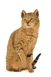 Chausie: Cat - Chausie Brown Spotted Tabby: Jungle Cat (Felis