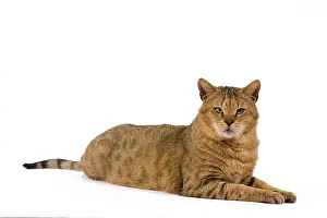 Chausie: Cat - Chausie Brown Spotted Tabby: Jungle Cat (Felis