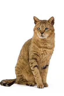 Chausie: Cat - Chausie Brown Spotted Tabby: Jungle Cat (Felis